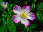 20080501hgs043.jpg