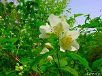 20080501hgs045.jpg