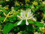 20080501hgs047.jpg