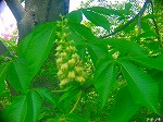 20080501hgs053.jpg