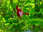 20080501hgs055.jpg