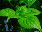 20080501hgs058.jpg