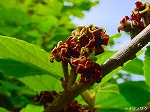 20080501hgs060.jpg