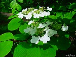 20080501hgs067.jpg