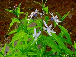 20080501hgs077.jpg