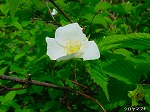 20080501hgs083.jpg