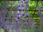 20080501hgs088.jpg