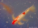 20080501hgs092.jpg