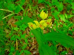 20080501hgs103.jpg