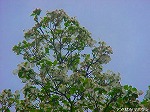 20080501hgs118.jpg