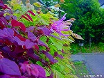 20080501hgs122.jpg