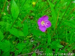 20080501hgs137.jpg