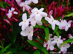 20080501hgs140.jpg
