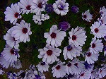 20080501hgs147.jpg