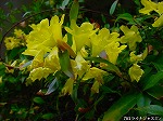 20080501hgs153.jpg