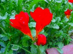 20080501hgs154.jpg