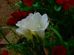 20080501hgs155.jpg