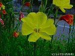 20080504hmg007.jpg