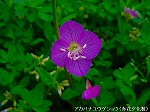 20080504hmg008.jpg