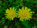 20080504hmg010.jpg