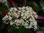 20080504hmg012.jpg