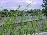 20080504hmg025.jpg