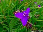 20080504hmg064.jpg