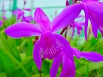 20080504hmg068.jpg