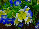 20080504hmg074.jpg