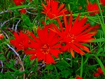 20080504hmg076.jpg