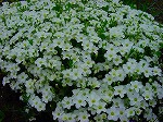 20080504hmg077.jpg