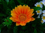 20080504hmg081.jpg