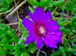 20080504hmg085.jpg