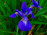 20080504hmg088.jpg