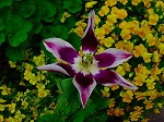 20080504hmg090.jpg