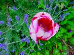 20080504hmg096.jpg