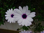 20080504hmg105.jpg
