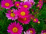 20080504hmg106.jpg