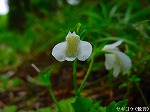 20080504hmg108.jpg