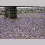 20080504hmg034.jpg