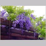 20080504hmg036.jpg