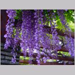 20080504hmg040.jpg