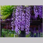 20080504hmg042.jpg