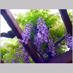 20080504hmg045.jpg