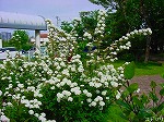 20080505mck018.jpg