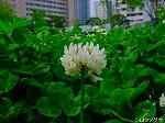 20080505mck019.jpg