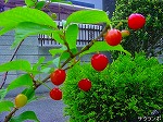20080505mck090.jpg