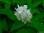 20080509tg008.jpg