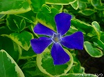 20080509tg012.jpg