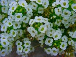 20080509tg018.jpg